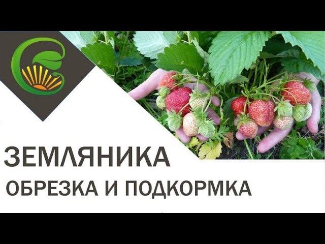 Обрезка и подкормка земляники