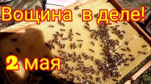 Пчёлки начали тянуть вощину - 2 мая 2020г. / Южный Урал