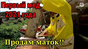 Первый мед 2021 года на Урале!