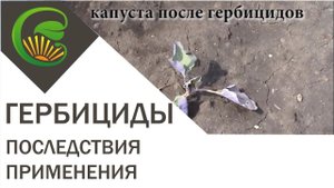 Опыт применения гербицидов на садовом участке