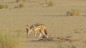 Разница между шакалом и медоедом
Отблагодарить автора:
4276 3800 4614 2027
СБЕР
#медоед #шакал