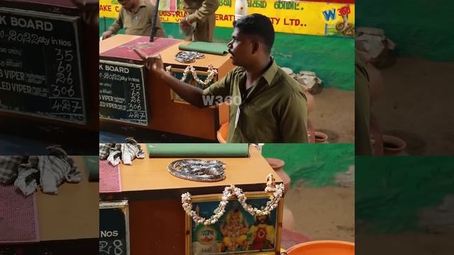 தமிழ்நாட்டிலேயே | NO 1 விஷ தன்மை கொண்ட பாம்பு |கட்டுவிரயனா? 😱 | Common krait Snake | Highly Venomou смотреть онлайн