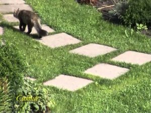 Устройство дорожек