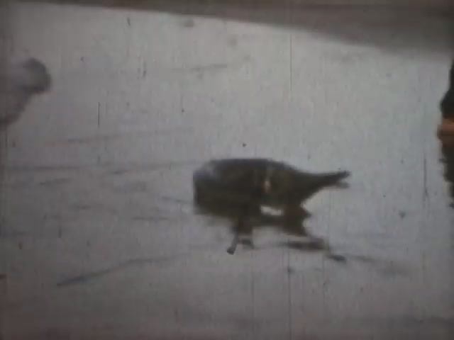 Волга в районе хутора Лопин. 1983 г. Севрюгу голыми руками ловили . Остров Царалев . Рыбалка смотреть онлайн