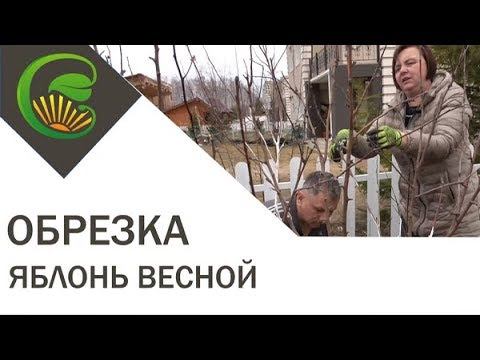 Обрезка яблонь весной