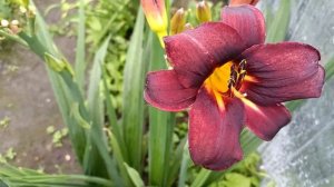 Лилейник 'Chocolate Candy' (Hemerocallis 'Chocolate Candy')