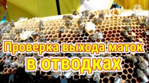 Проверка выхода маток в отводках/ Пчеловодство на Урале