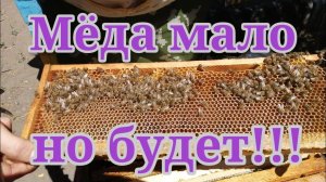 Осмотр семей. Мёда мало, но будет!!! Надеюсь погода не подведет