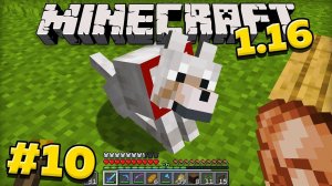 Майнкрафт 1.16 Выживание без модов! Приручил собаку в minecraft! #10