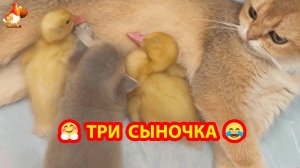 Утята поспали у Кошки и пошли гулять 🥰😂❣️