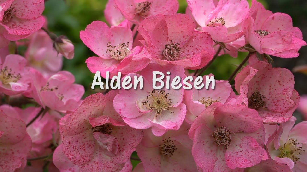 Кустовая бельгийская роза Alden Biesen