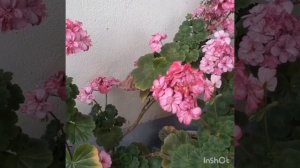 Вот и  осень, господа...24.09.2023 ВИА "Верные друзья" - "Как прекрасен этот мир".