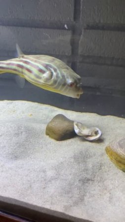 #PUG #FahakaPuffer fresh water puffer , 2nd largest freshwater puffer in the world