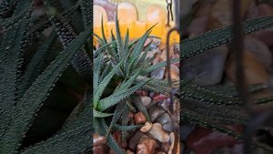 Haworthia Pumila