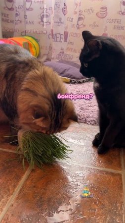 А ты будешь моим другом?😸
