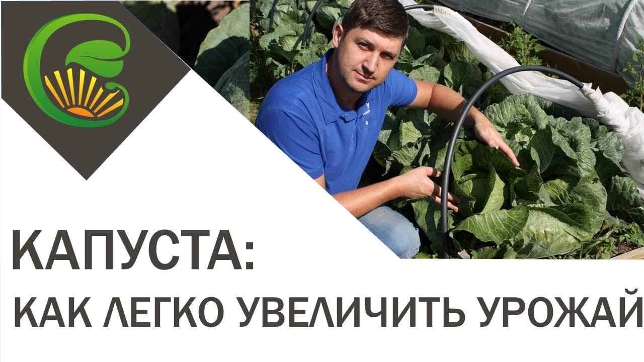 Как легко увеличить урожай капусты