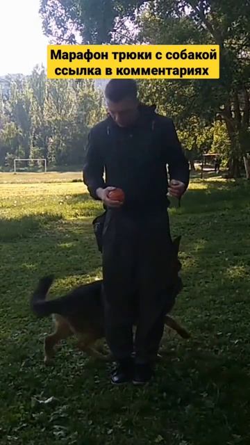 немецкая овчарка смотреть онлайн