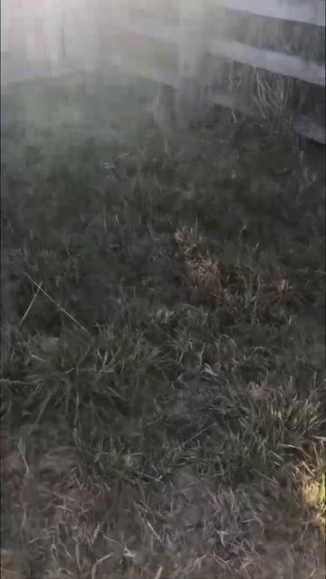 How to kill wasp…. കടന്നൽ കൂടു നശിപ്പിക്കുന്നത് കണ്ടിട്ടുണ്ടോ? смотреть онлайн