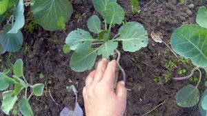 03 08 2017г выращивание капусты на Севере.