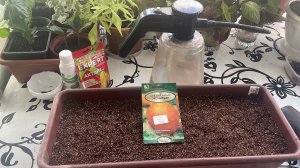 Сею лук Эксибишен на репку не по Лунному календарю.