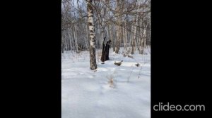 Красоты зимнего леса