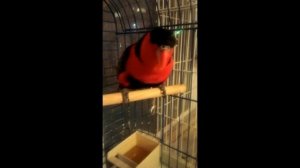 Попугай Кузя говорит очень забавно