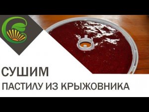 Пастила на сушилке изидри из крыжовника красной смородины и банана