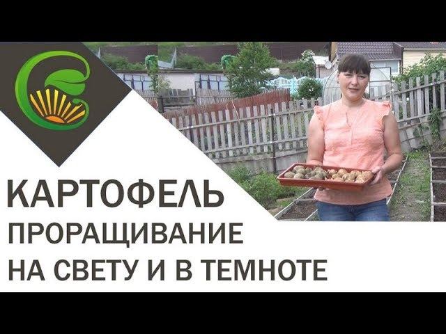 Картофель  Проращивание на свету и в темноте