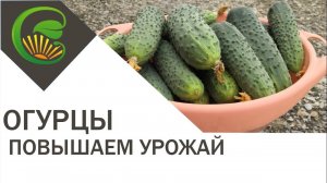 Огурцы  Повышаем урожай