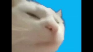 Holy Baam и Оля кекс Песня - про битбокс (ТОЛЬКО ЭХО)@HolyBaam @OlyaKeks