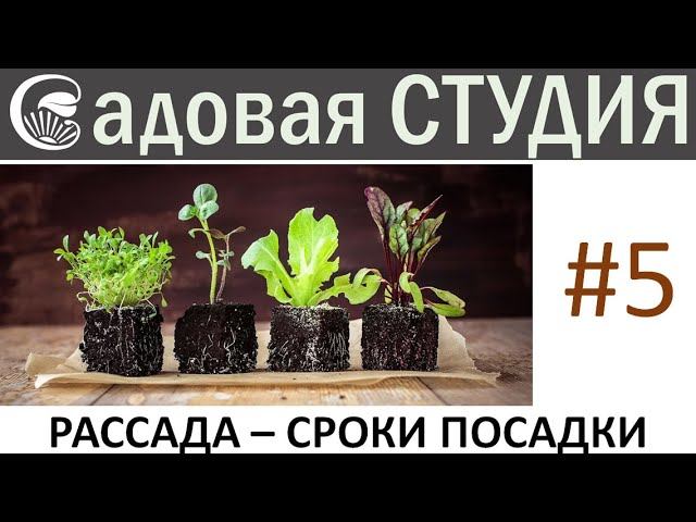 Рассада: чем подкармливать, как поливать, когда сеять семена.