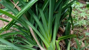 ''Rambutan fruit'' Harvest Rambutan fruit and cooking - Countryside Life TV