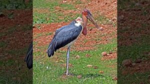 Marabou stork sounds