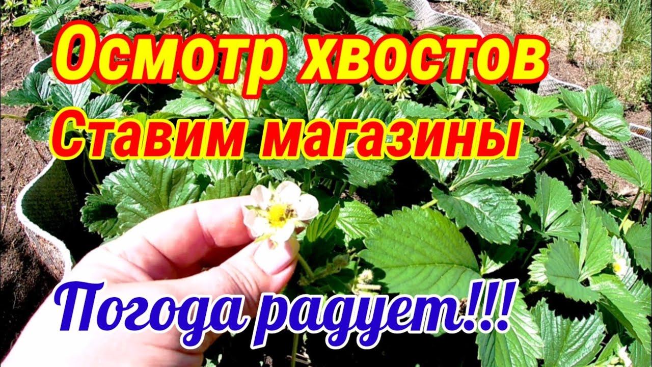 Осмотр хвостов спустя 3 недели! Ставим магазины! Погода в 2021 году радует!