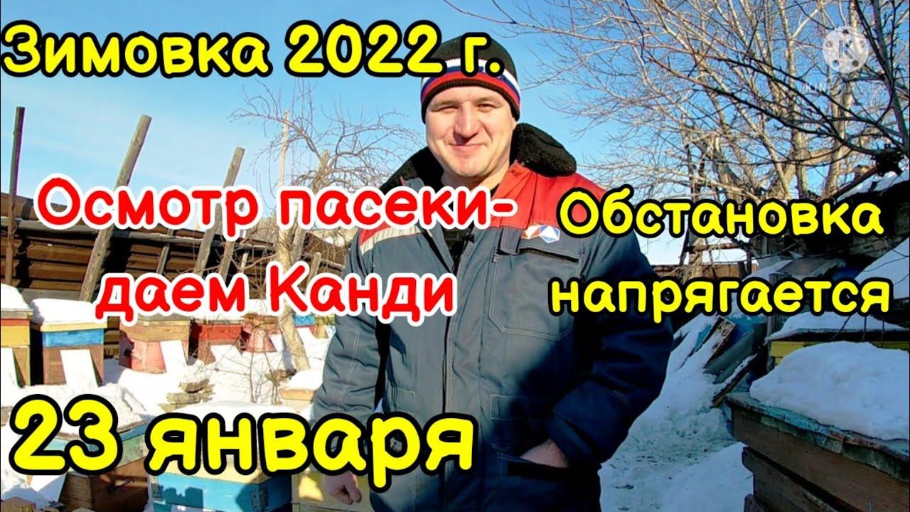 Зимовка пчел на воле - обстановка обостряется! Раздаю канди, пока жужжим!