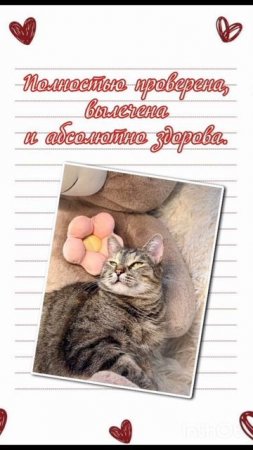 Кошечка Мелисса ищет дом. 🏡 🐈