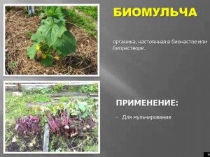 Биопрепараты на садовом участке