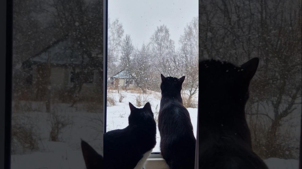 Метель ❄️❄️❄️ смотреть онлайн