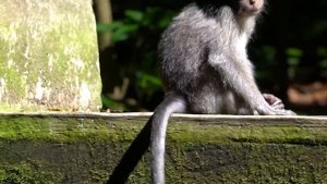 Raut sedih monyet kecil di tinggal induknya entah kemana #tuabangmonkey