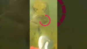 Щука гонится за блесной под музыку