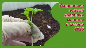Укоренение первой крапивки малины в сезоне 2025.