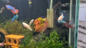 Петушки самки 10.02.2025.