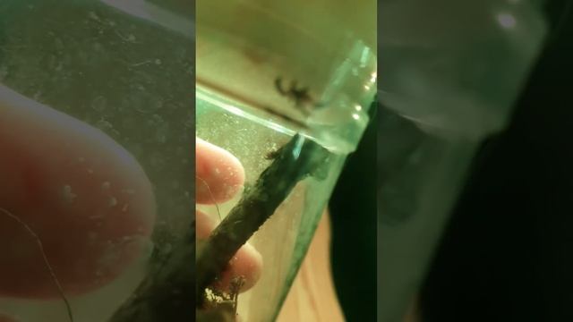 Imse vimse Pepsi, T seladonia, spindel смотреть онлайн