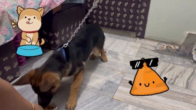 Our naughty GSD puppy THOR having Samosa Today😍Cheating Day of Thor🎉#germanshepherd#puppy#dogs😍🎉💯🐶🐾 смотреть онлайн