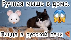 Ручная мышь в доме. Пицца в русской печи