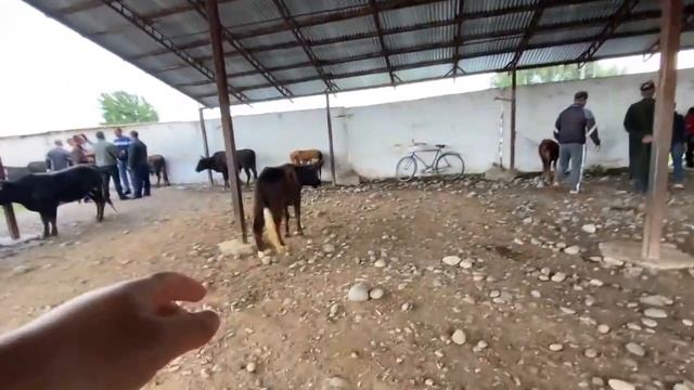 БОЗОРИ ЧИЛСОЛАГИ РЕГАР НАРХИ БУКА БУКАИ МАЙДА КАЛОН ФАРБЕ ГНОЖИН КСИР БУГУЗ ШИРТЕ 21 мая 2022