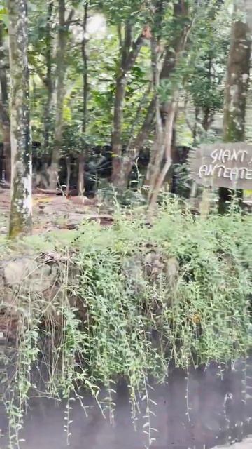 Giant Anteater ! Amazon River Quest | #Singapore #Shorts смотреть онлайн