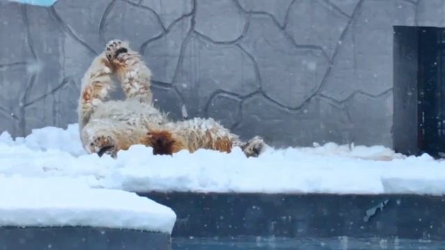 ❄️ Ах, как же хорошо белым медведям!