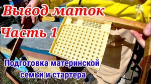 Вывод маток. Подготовка стартера и материнской семьи (часть 1)