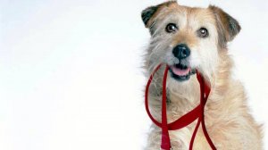 О, сладкий миг...